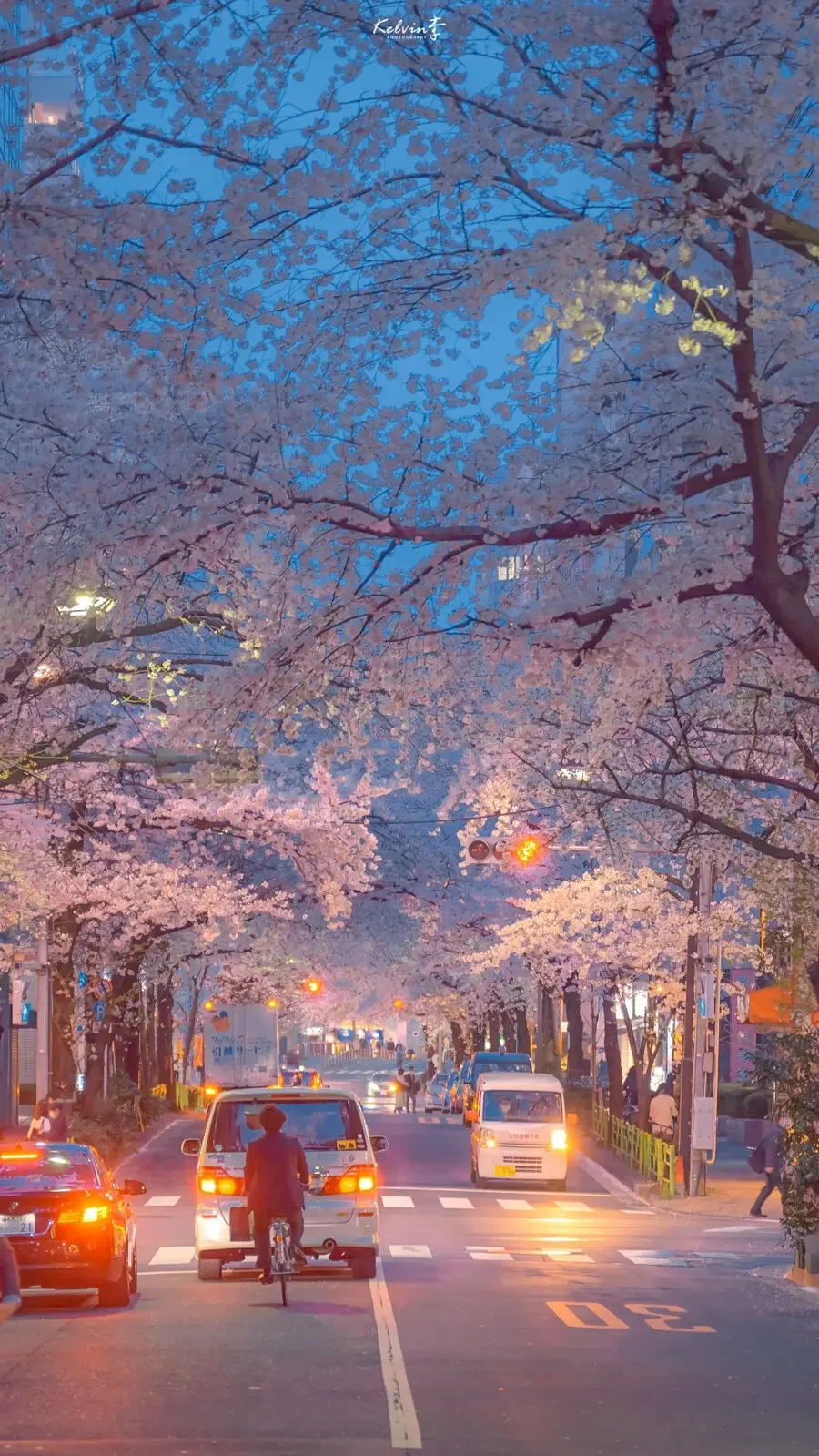Cherry blossoms shared in the PairUp community